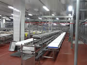 Conveyor for pork cutlery, five-row